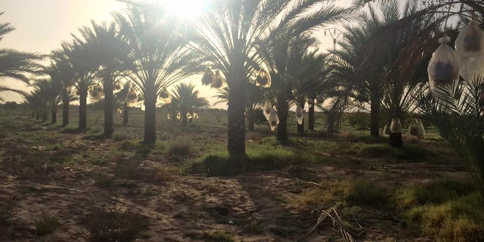 14729330_1310244385675814_1750963481429422971_n